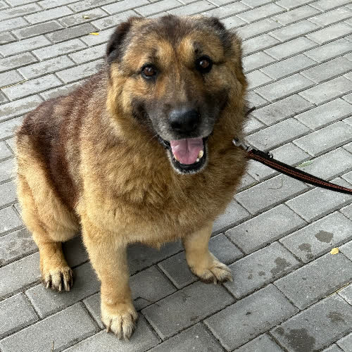 Psy ze schroniska do adopcji Anton