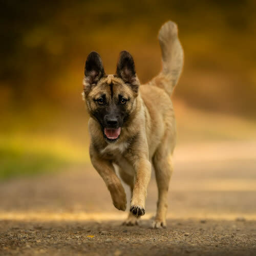 Psy ze schroniska do adopcji Energiczna DIVA