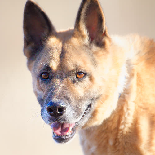 Psy ze schroniska do adopcji Alex