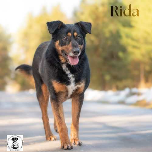 Psi anioł RIDA