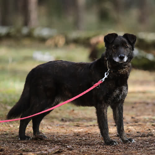 Psy ze schroniska do adopcji Kajtek