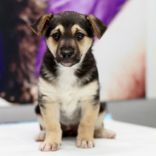 Psy ze schroniska do adopcji Mona