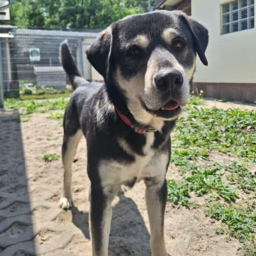Gucio
