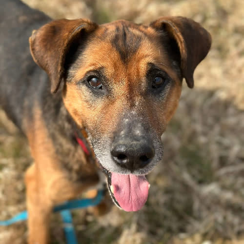 Psy ze schroniska do adopcji Misiek