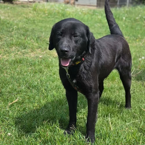 Psy ze schroniska do adopcji Labrador Dafi 