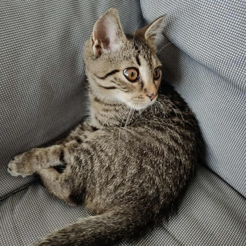 Koty ze schroniska do adopcji Zuzia 