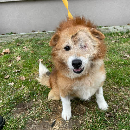 Psy ze schroniska do adopcji Mario