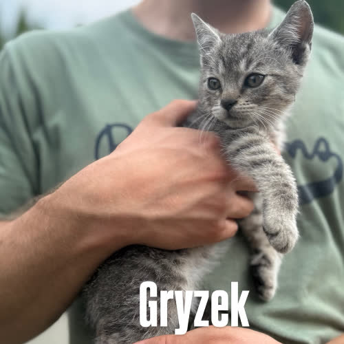 Gryzek