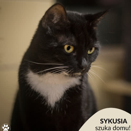 Koty ze schroniska do adopcji Sykusia
