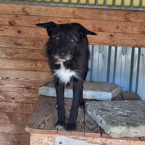 Psy ze schroniska do adopcji Batman