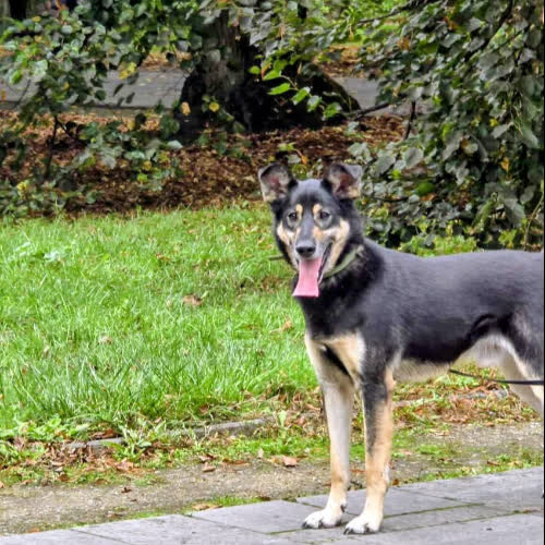 Psy ze schroniska do adopcji Hektor