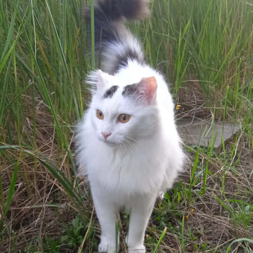 Lilly 