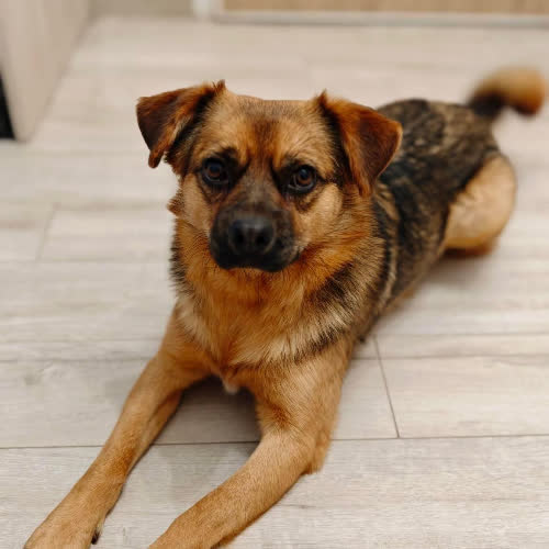 Psy ze schroniska do adopcji Czaruś 