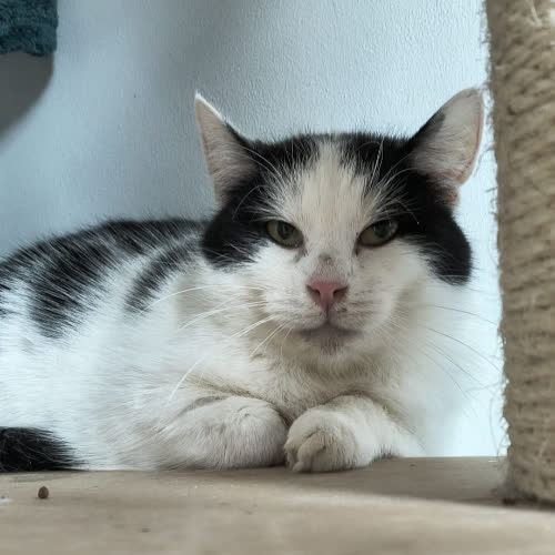 Koty ze schroniska do adopcji Bazia