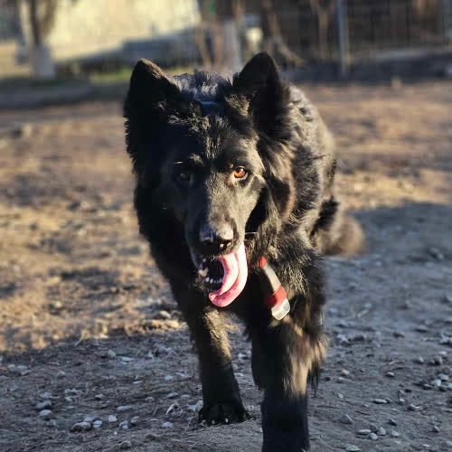 Gwizdek czarny owczarek 