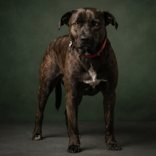 Psy ze schroniska do adopcji TORONTO