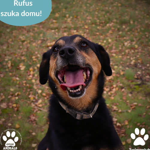Psy ze schroniska do adopcji Rufus