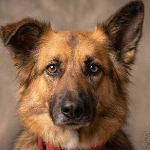 TAJA