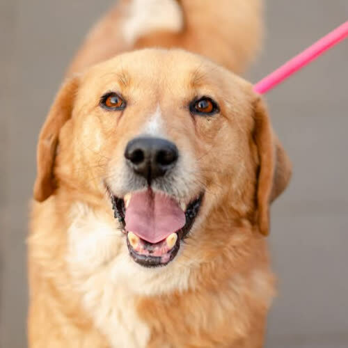 Psy ze schroniska do adopcji Antoś