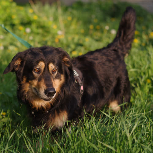 Jamnik mix Długowlosy 