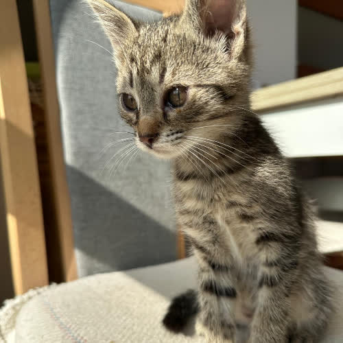 Koty ze schroniska do adopcji Kociaki