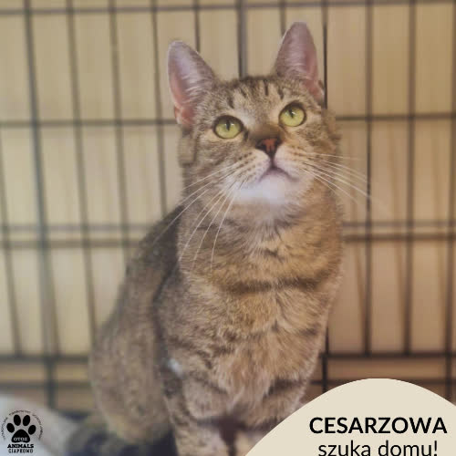 Koty ze schroniska do adopcji Cesarzowa