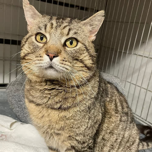 Koty ze schroniska do adopcji Żanklod