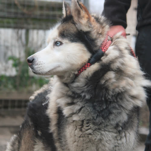 Psy ze schroniska do adopcji Lotos