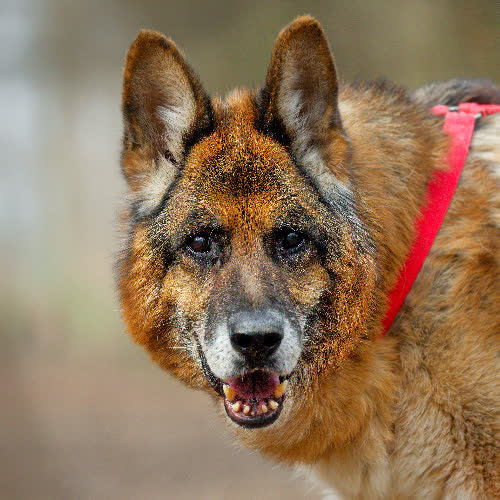 Psy ze schroniska do adopcji Wudu