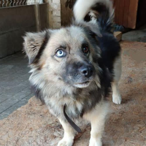 Psy ze schroniska do adopcji Misiek (Fafik)