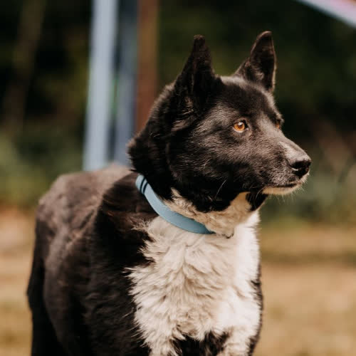 Psy ze schroniska do adopcji Lola