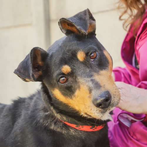 Psy ze schroniska do adopcji Kobi