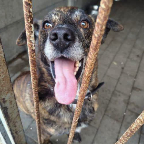 Psy ze schroniska do adopcji Bekon