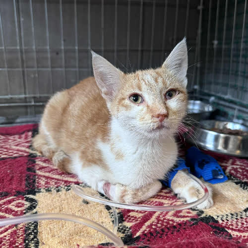Koty ze schroniska do adopcji Rudi
