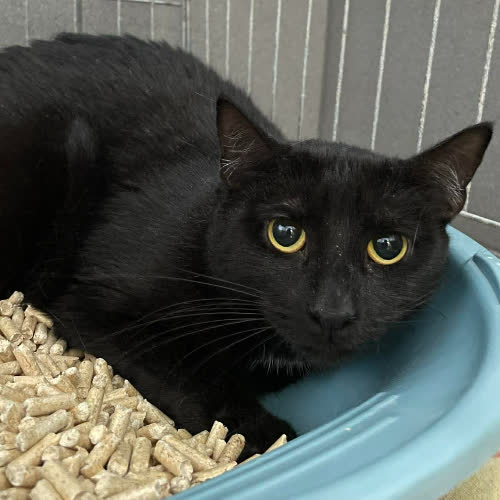 Koty ze schroniska do adopcji Kalka