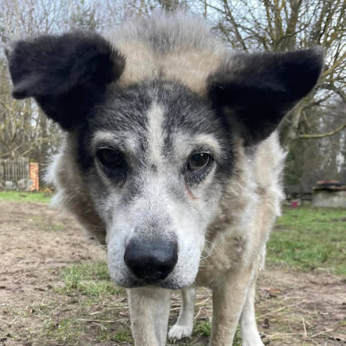 Psy ze schroniska do adopcji Figaro