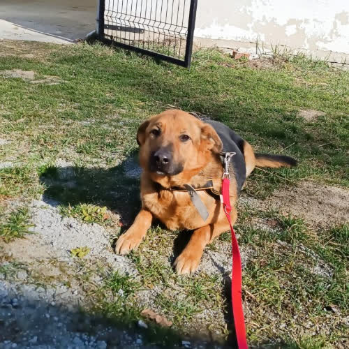 Psy ze schroniska do adopcji Alen 158