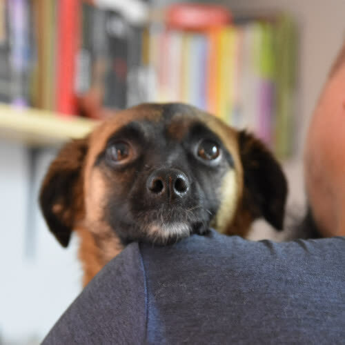 Psy ze schroniska do adopcji Amelka