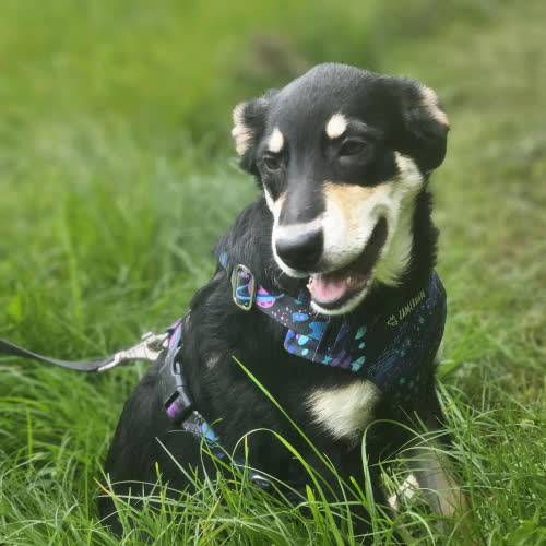 Psy ze schroniska do adopcji Suczka szczeniak nr 3