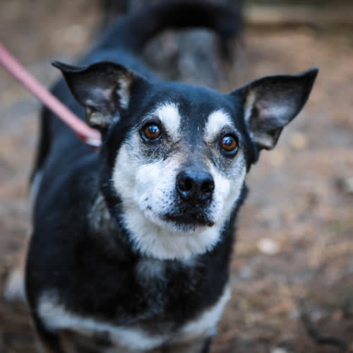 Psy ze schroniska do adopcji Hans