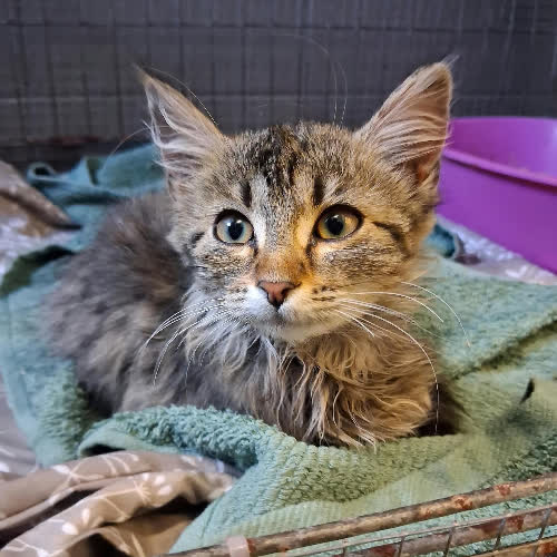 Koty ze schroniska do adopcji Wiśnia