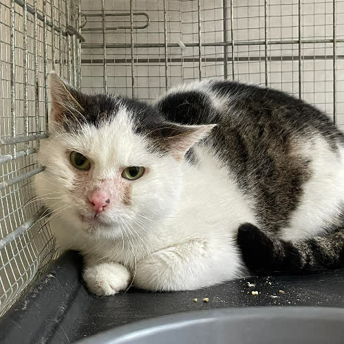 Koty ze schroniska do adopcji Zdzisiek