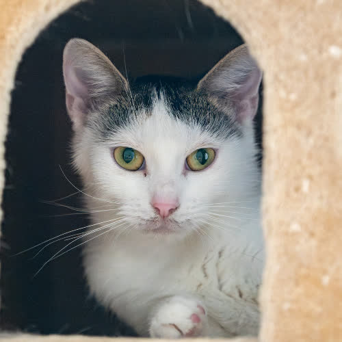 Koty ze schroniska do adopcji Gouda