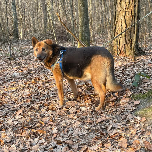 Psy ze schroniska do adopcji Sylwek nie widzi 