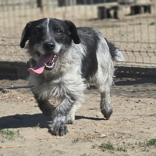 Psy ze schroniska do adopcji Bonżur 
