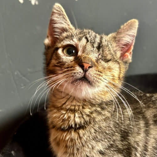 Koty ze schroniska do adopcji Bubu