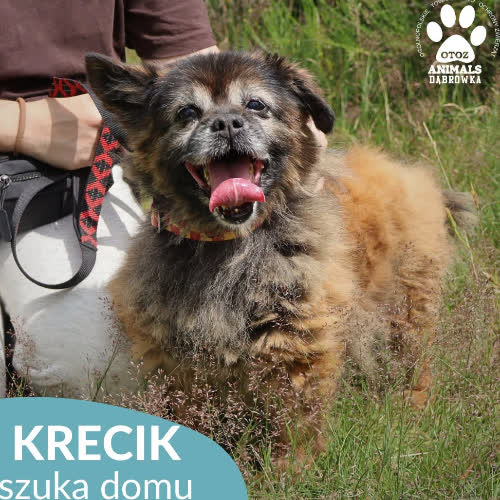 Krecik