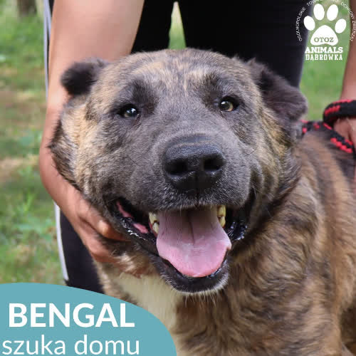 Psy ze schroniska do adopcji Bengal
