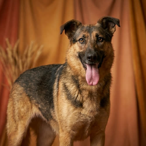 Psy ze schroniska do adopcji DAKOTA