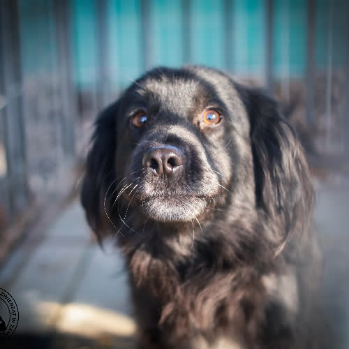 Psy ze schroniska do adopcji Blaki